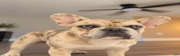 French Bulldog dogs for sale: Chanel - Ad 2