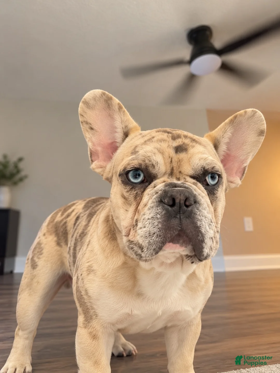 French Bulldog dogs for sale: Chanel - Ad 2
