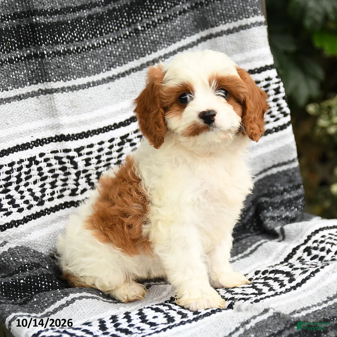 Cavapoo dogs for sale: Coral - Ad 2