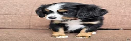 Miniature Bernese Mountain Dog dogs for sale: Lisbon  - Ad 3