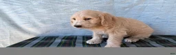 Labradoodle dogs for sale: Labradoodle 1 - Ad 6
