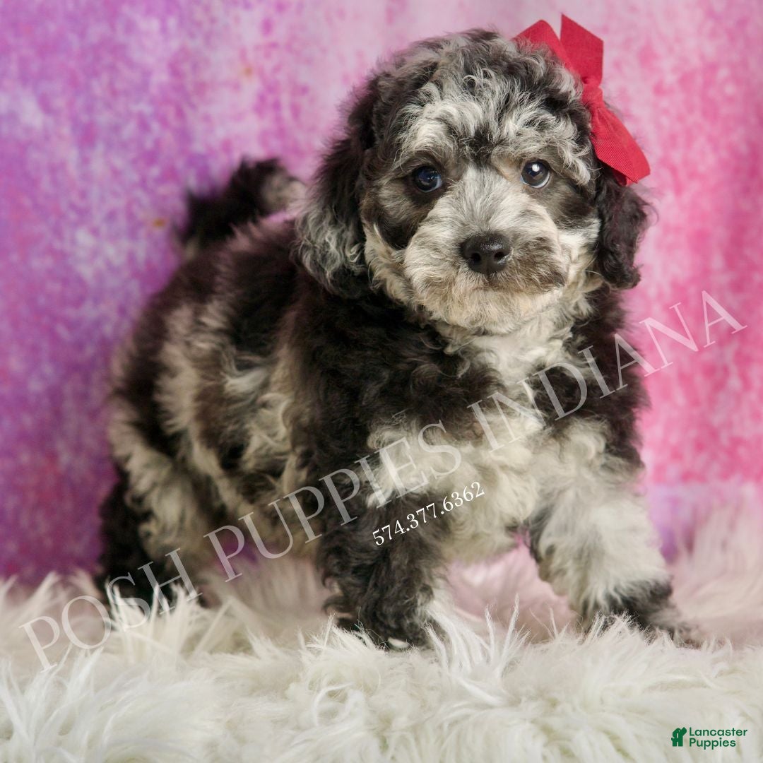 Toy Poodle dogs for sale: Princess - Ad 1