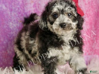 Toy Poodle dogs Princess - Ad 38