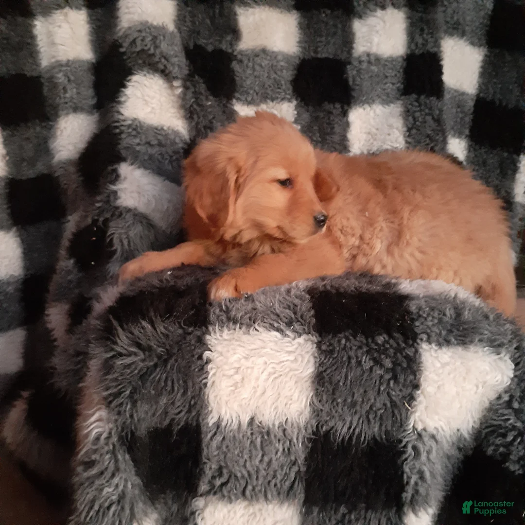 Golden Retriever dogs for sale: Hailey  - Ad 2