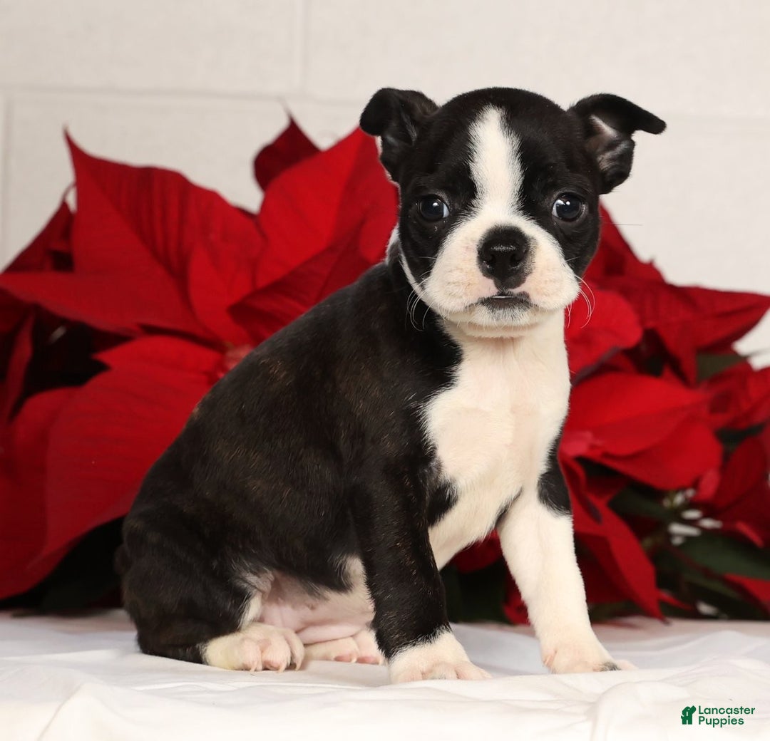 Boston Terrier dogs for sale: Addie - Ad 4