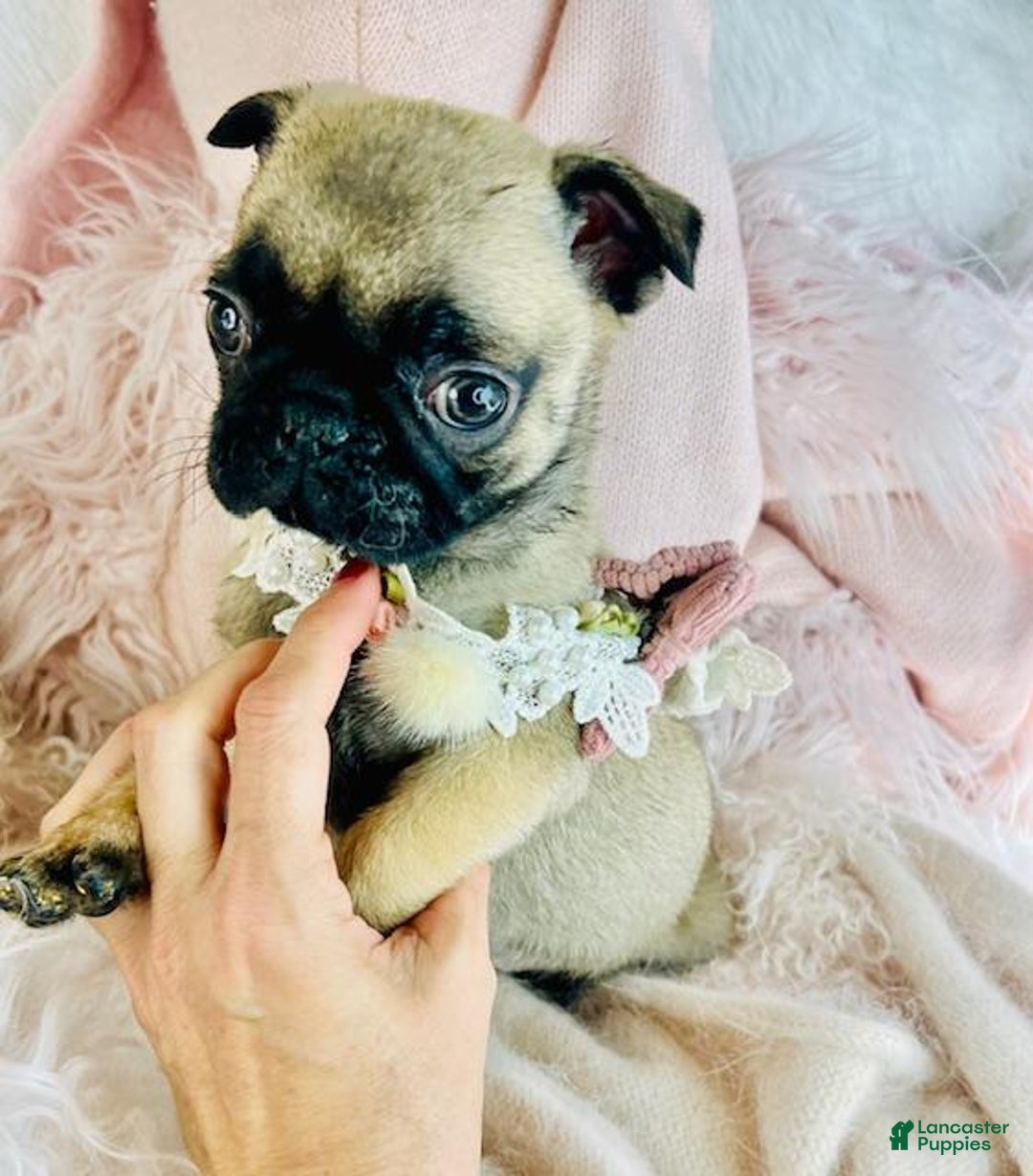 Pug dogs for sale: Pug Puppy 1 - Ad 3