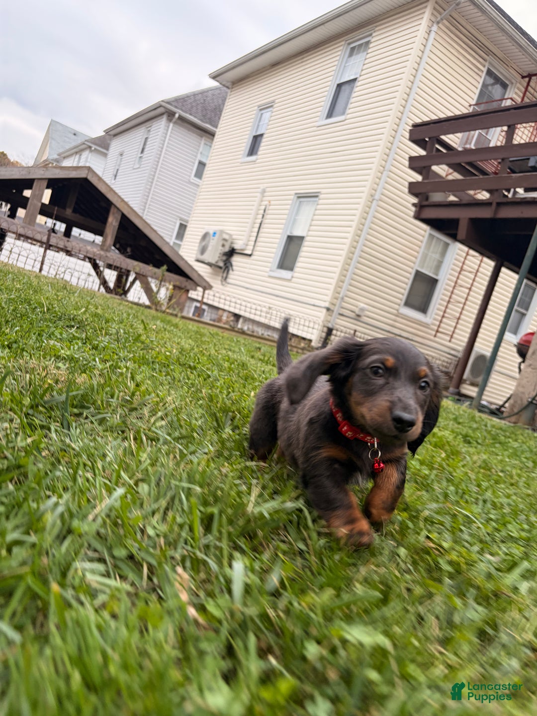 Miniature Dachshund dogs for sale: Tater - Ad 6