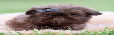 Mc Spunkie