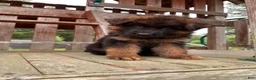 German Shepherd dogs for sale: Zeus - Ad 4