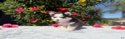 Pomsky dogs for sale: Percy - Ad 7