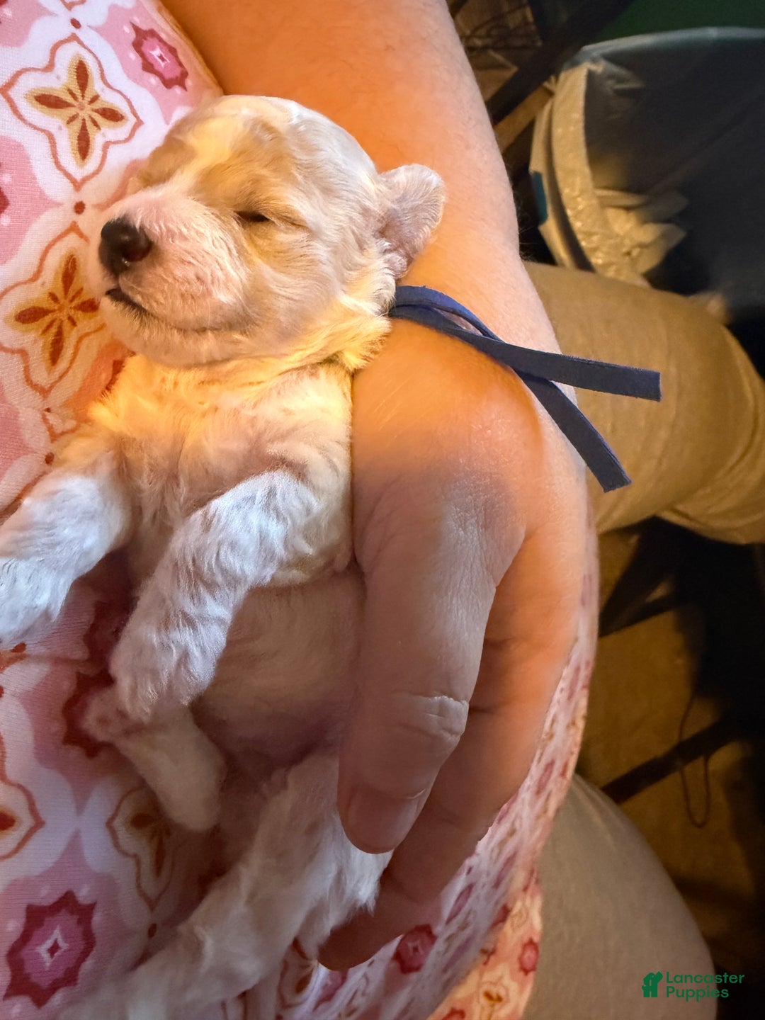 Miniature Poodle dogs for sale: AKC Miniature Poodle Cream Parti Male - Ad 3