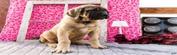 English Mastiff dogs for sale: Zeke - Ad 9