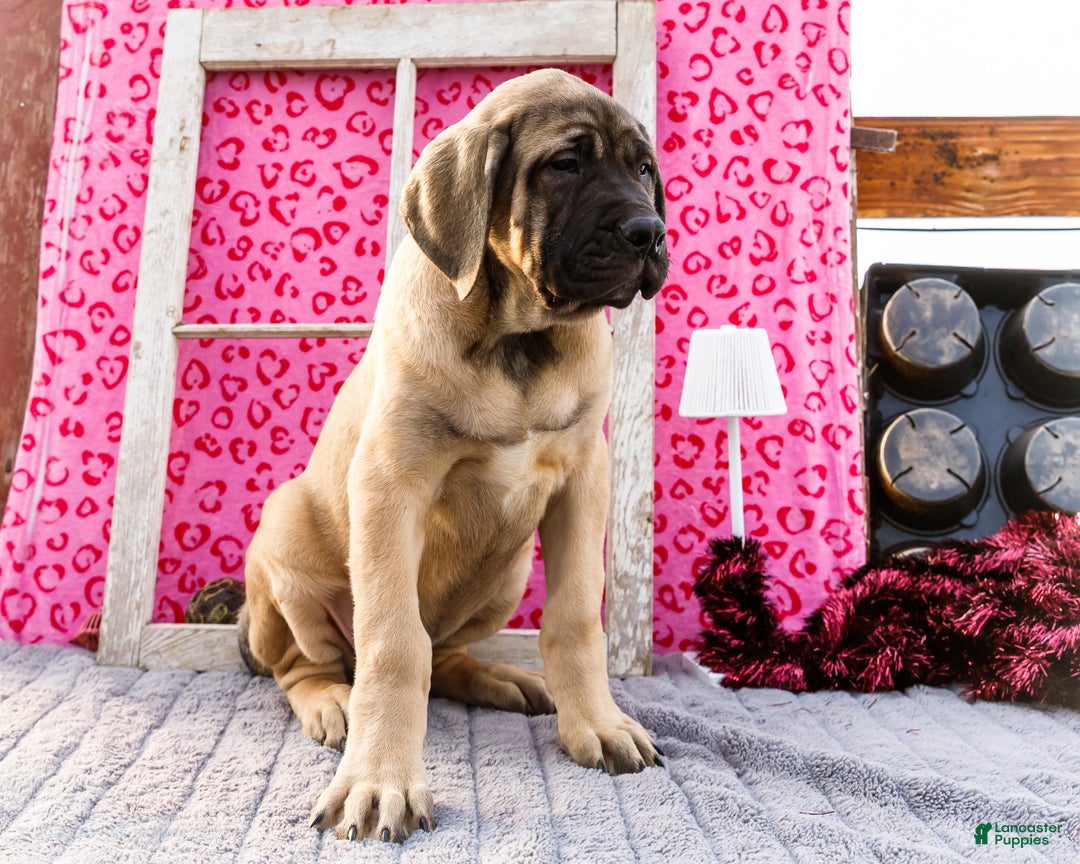 English Mastiff dogs for sale: Zeke - Ad 9