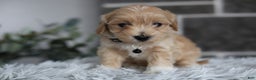 Maltipoo dogs for sale: Milo - Ad 10
