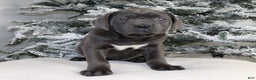 Cane Corso dogs for sale: Cane Corso Puppy 3 - Ad 2