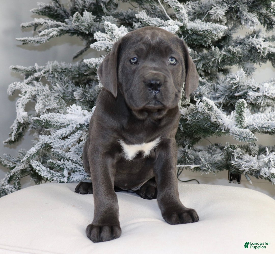 Cane Corso dogs for sale: Cane Corso Puppy 3 - Ad 2