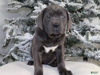 Cane Corso dogs Cane Corso Puppy 3 - Ad 32