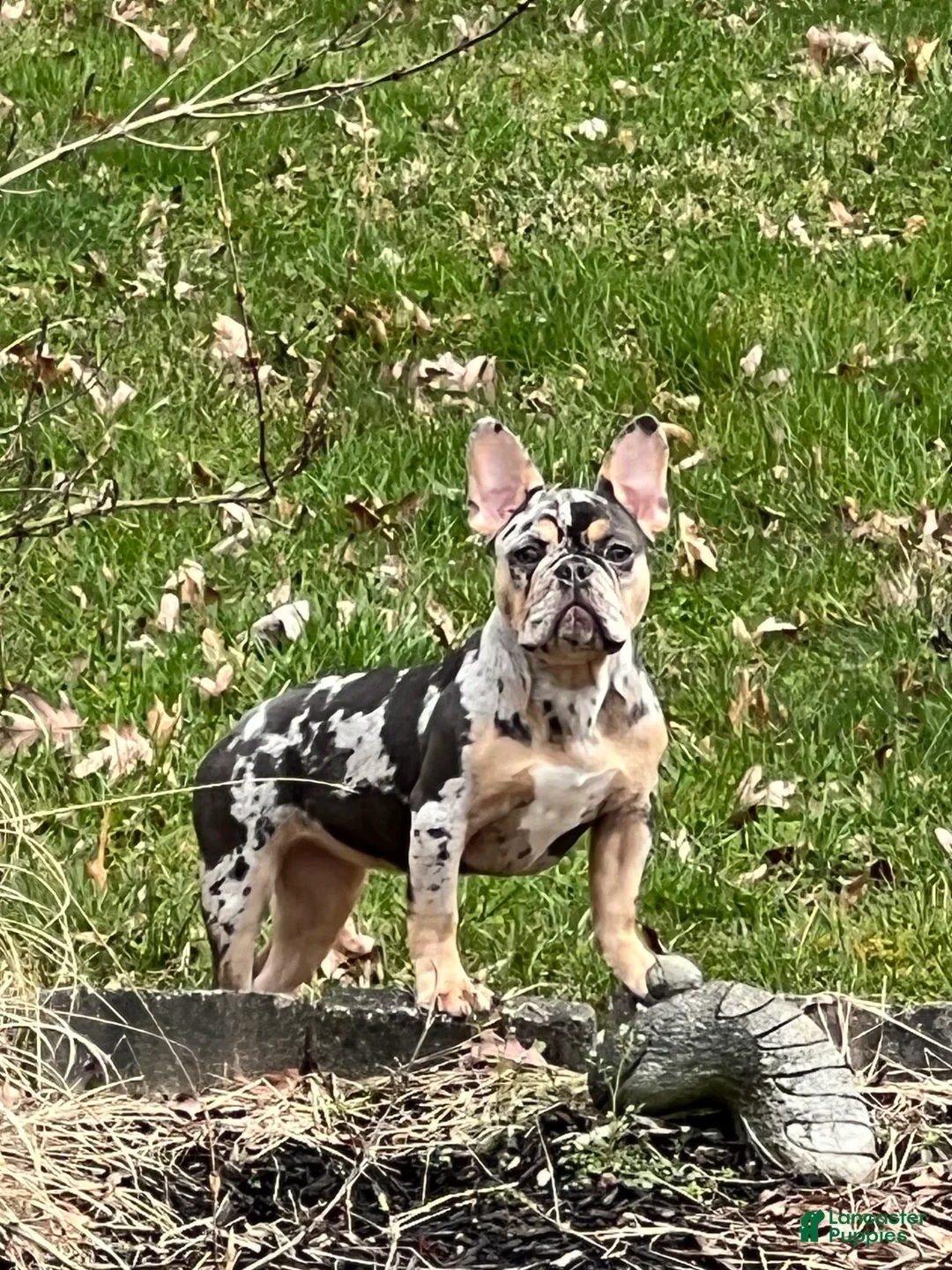 Gallery Image {{count}}