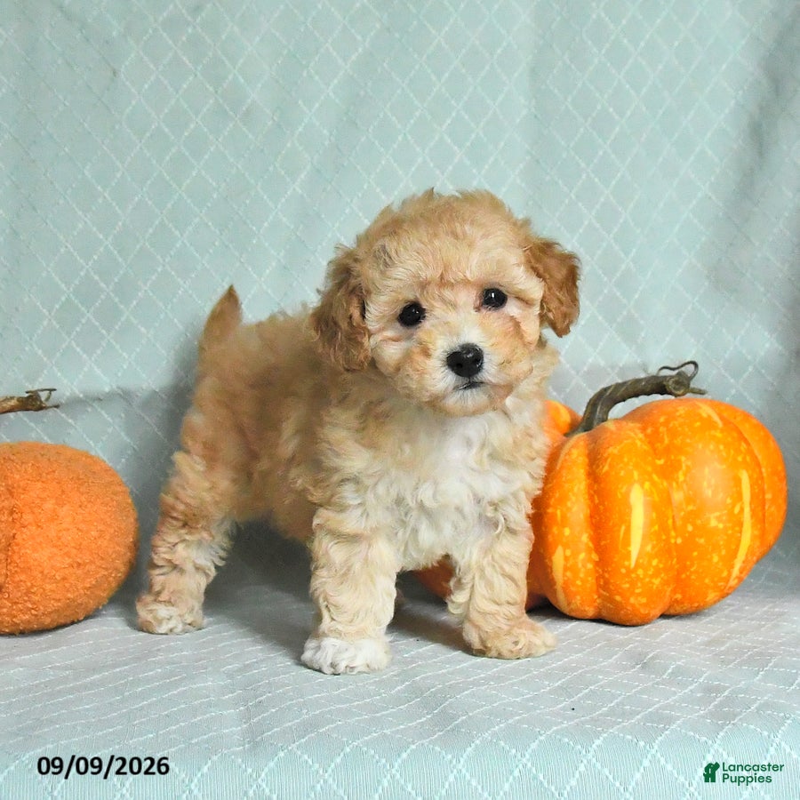 Maltipoo dogs Taffy - Ad 2