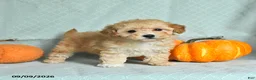 Maltipoo dogs for sale: Taffy - Ad 2