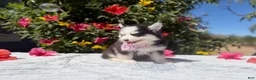 Pomsky dogs for sale: Percy - Ad 4