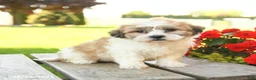 Teddy Bear dogs for sale: Kaison - Ad 1