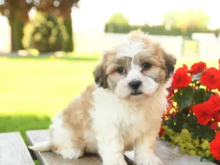 Teddy Bear dogs for sale: Kaison - Ad 2