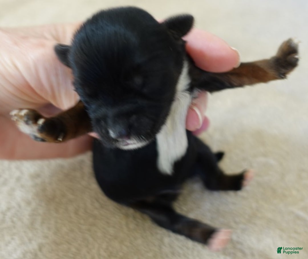 Yorkshire Terrier dogs for sale: Kismet black face - Ad 6