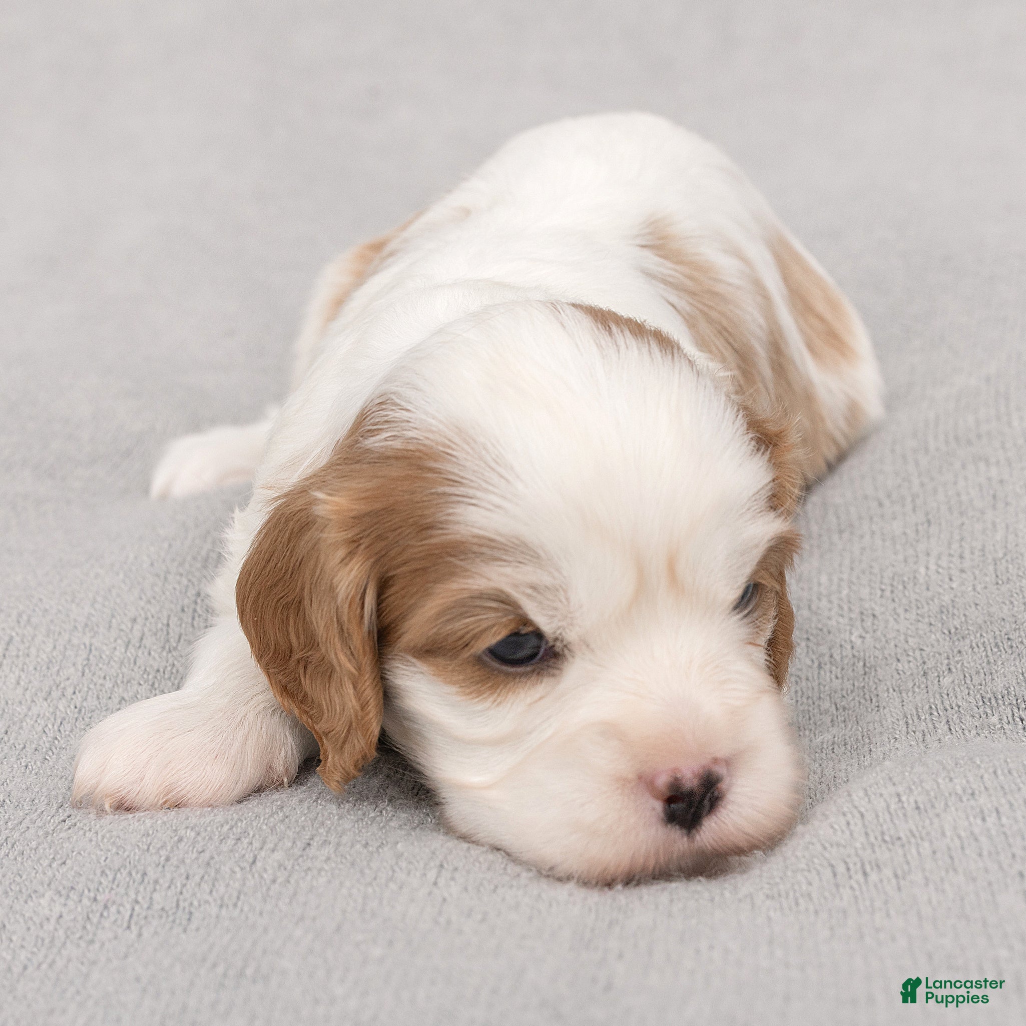 Cavalier King Charles Spaniel dogs Ben Cavalier King Charles Spaniel  - Ad 2