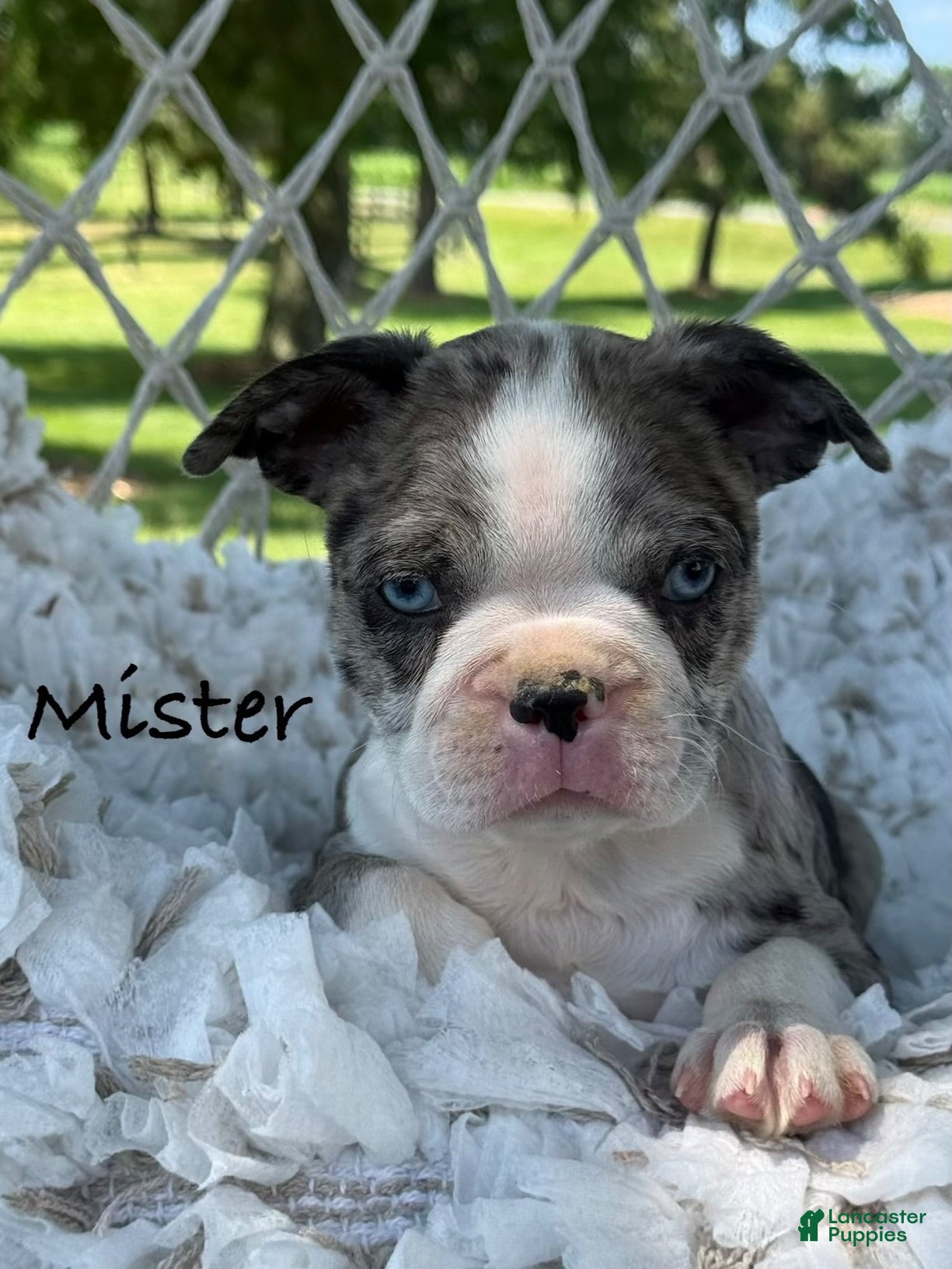 Boston Terrier dogs Mister - Ad 1
