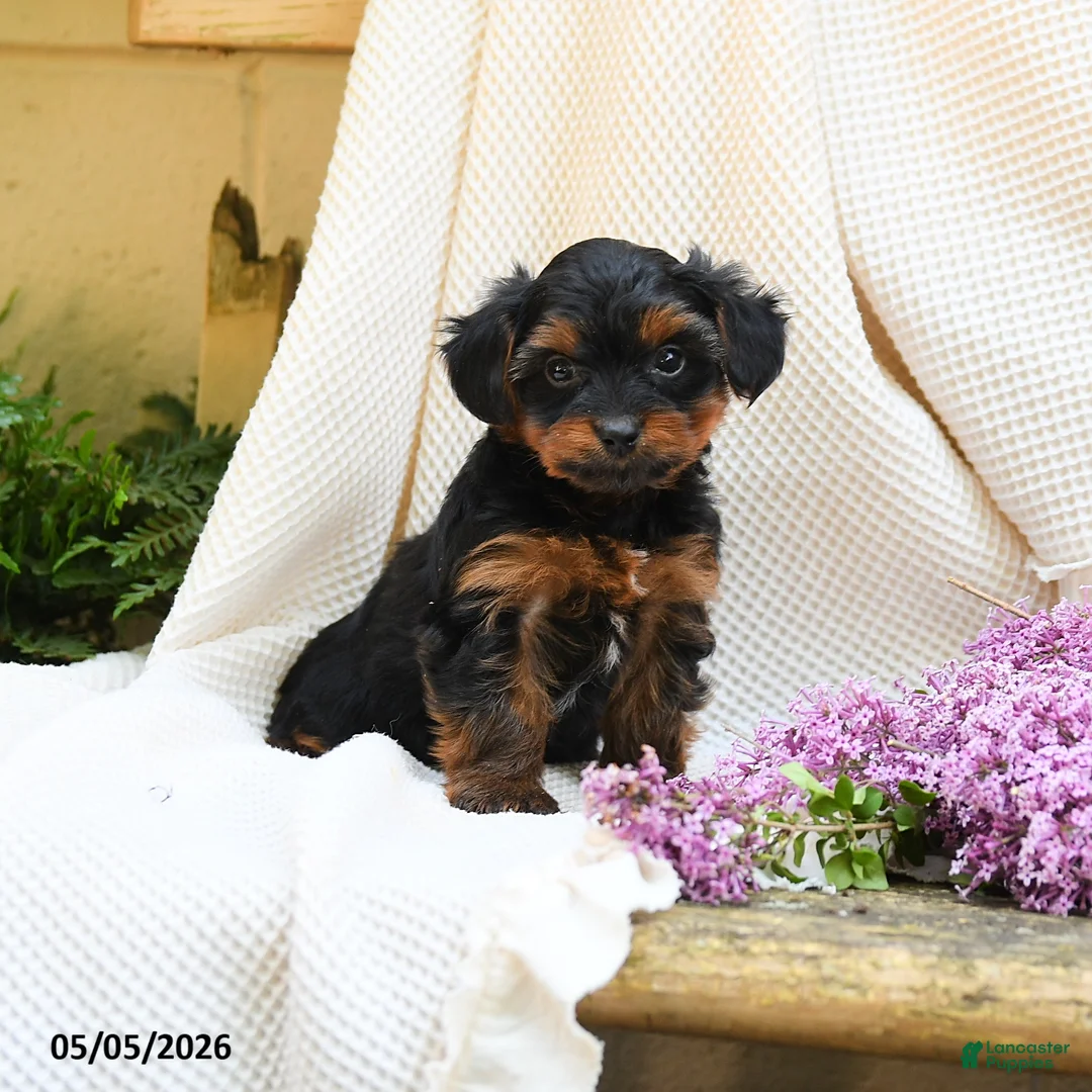 Yorkshire Terrier dogs for sale: Trew - Ad 1