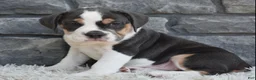 Beabull dogs for sale: Biscuit  - Ad 3