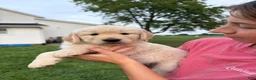 Golden Retriever dogs for sale: Gus - Ad 6