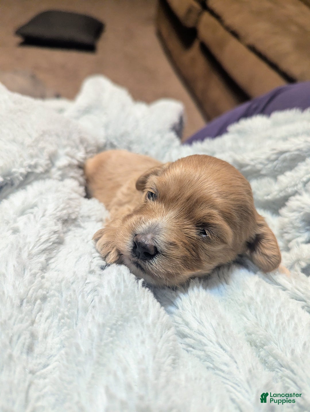 Mixed Breed dogs for sale: Cosmo - Ad 12