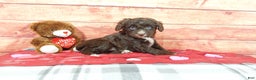Aussiedoodle dogs for sale: Aussiedoodle Puppy 2 - Ad 4