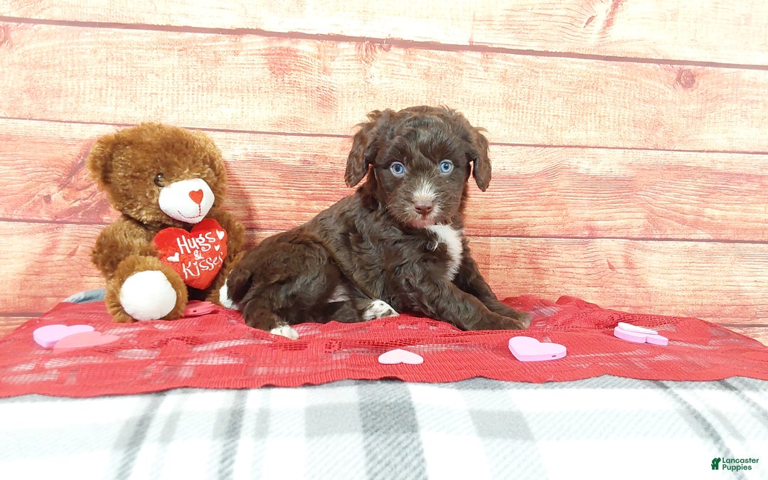 Aussiedoodle dogs for sale: Aussiedoodle Puppy 2 - Ad 4