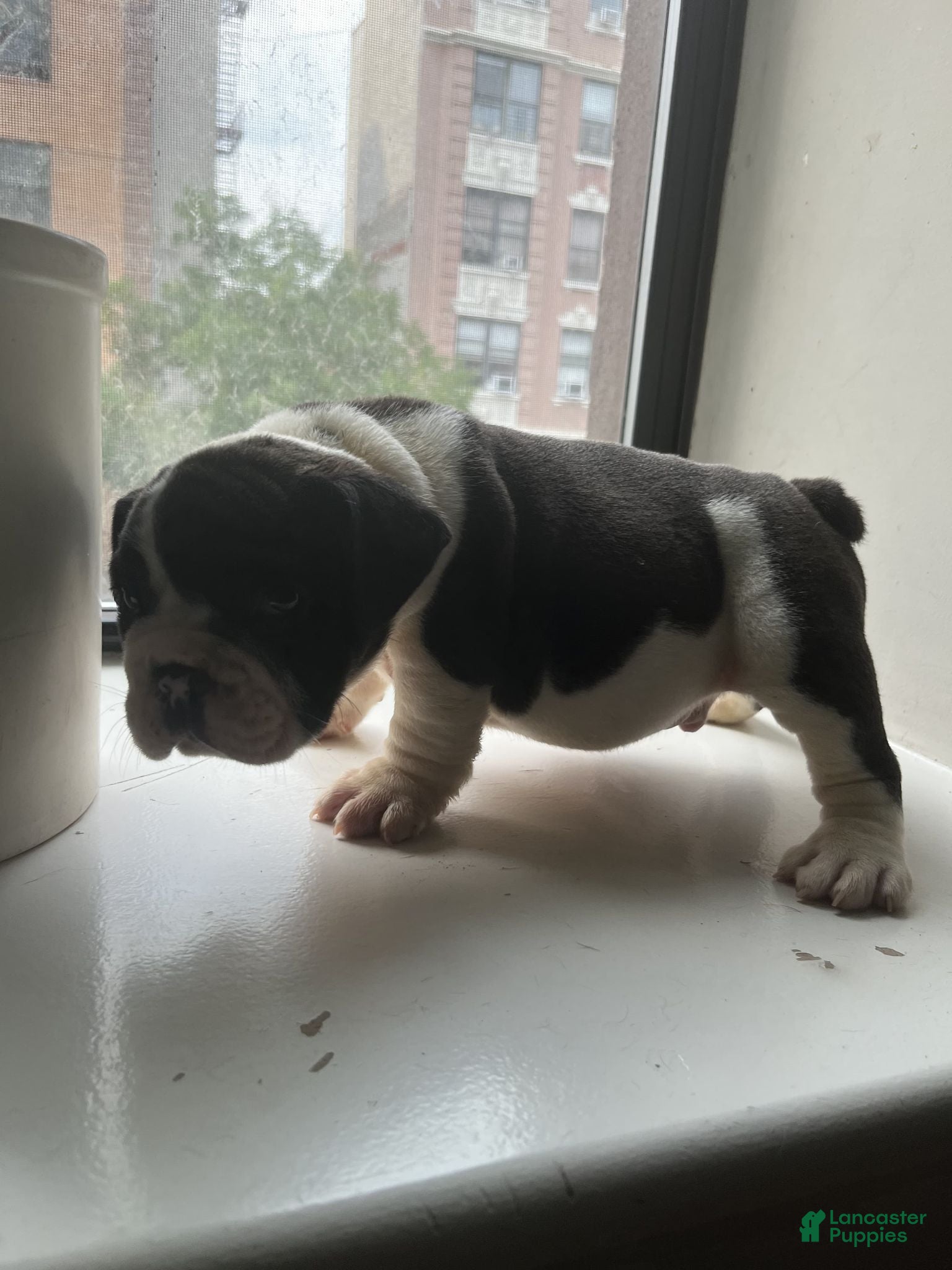 Mixed Breed dogs CHARLES - Ad 2