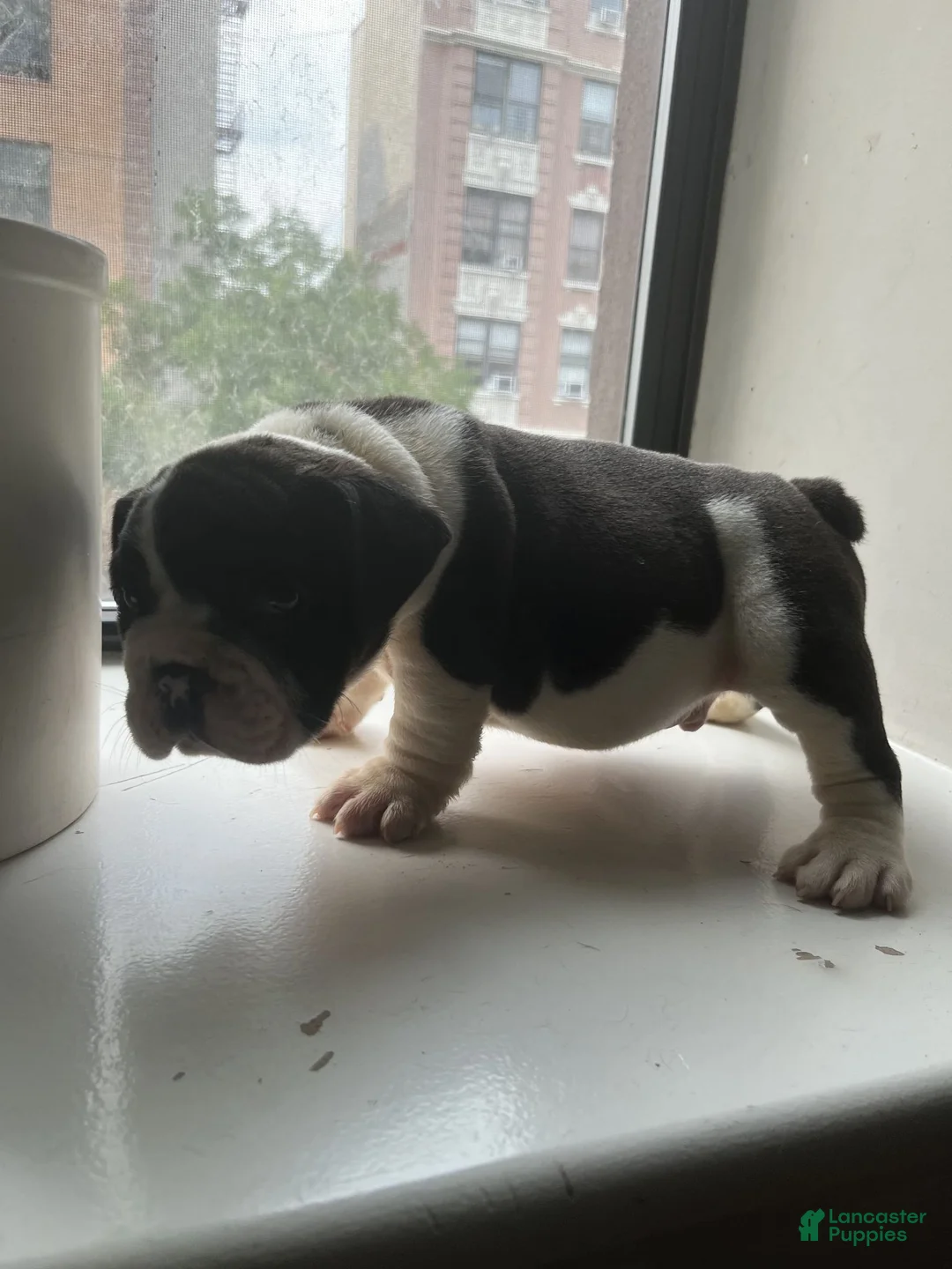 Mixed Breed dogs for sale: CHARLES - Ad 2