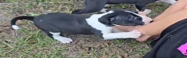 Bull Terrier 4