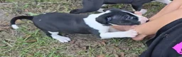 Bull Terrier dogs for sale: Bull Terrier 4 - Ad 1
