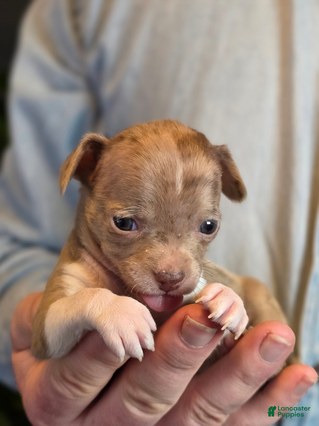 Chihuahua dogs for sale: Splash - Ad 10