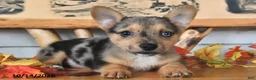 Welsh Corgi Pembroke dogs for sale: Bubbles - Ad 3