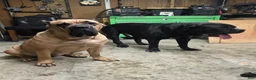 Cane Corso dogs for sale: Cane Corso Puppy 4 - Ad 2