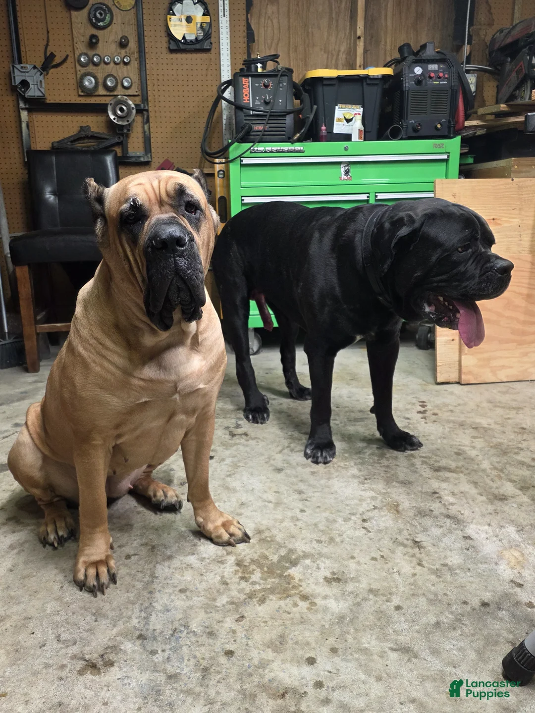 Cane Corso dogs for sale: Cane Corso Puppy 4 - Ad 2