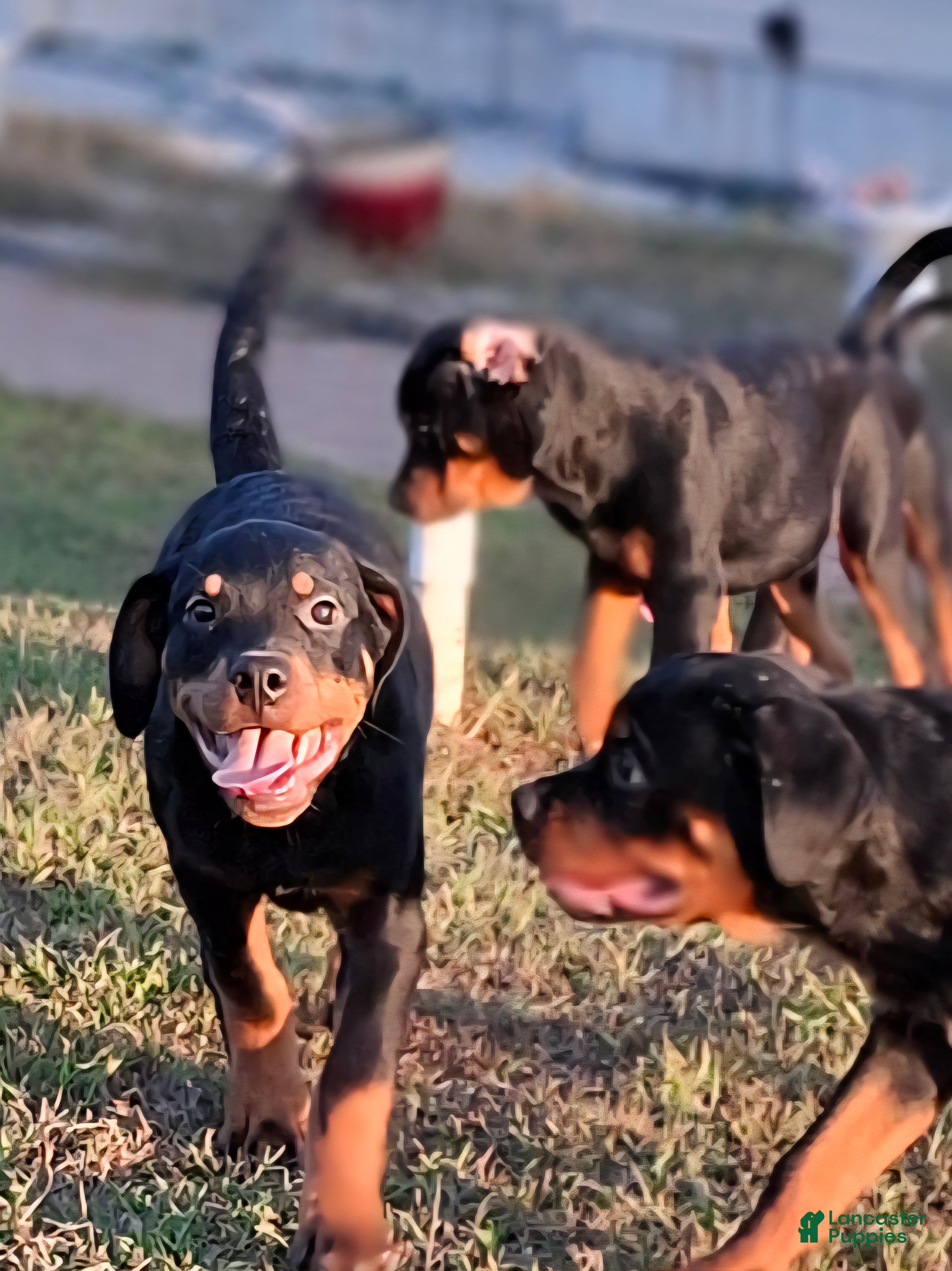 Rottweiler dogs Rottweiler Puppy 6 - Ad 32