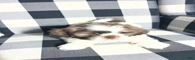 Shih Tzu Puppy 7