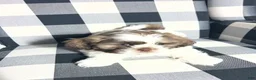 Shih Tzu dogs for sale: Shih Tzu Puppy 7 - Ad 1