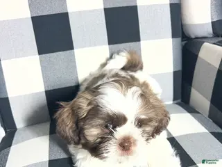 Shih Tzu dogs for sale: Shih Tzu Puppy 7 - Ad 3