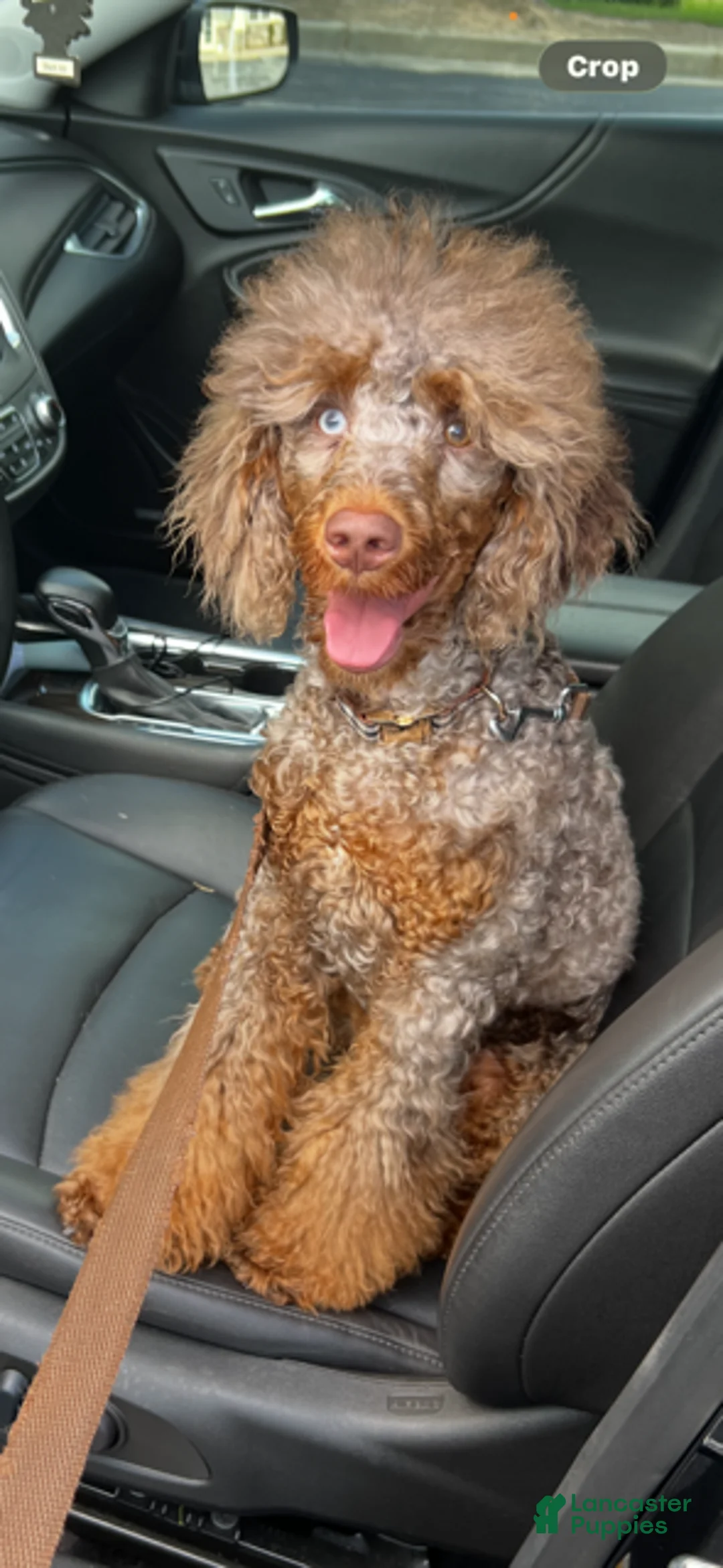 Miniature Poodle dogs for sale: Boy - Ad 3