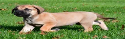 English Mastiff dogs for sale: Axe - Ad 12